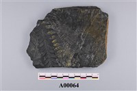 藏品(植物化石)的圖片